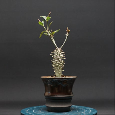 ユーフォルビア | STORES