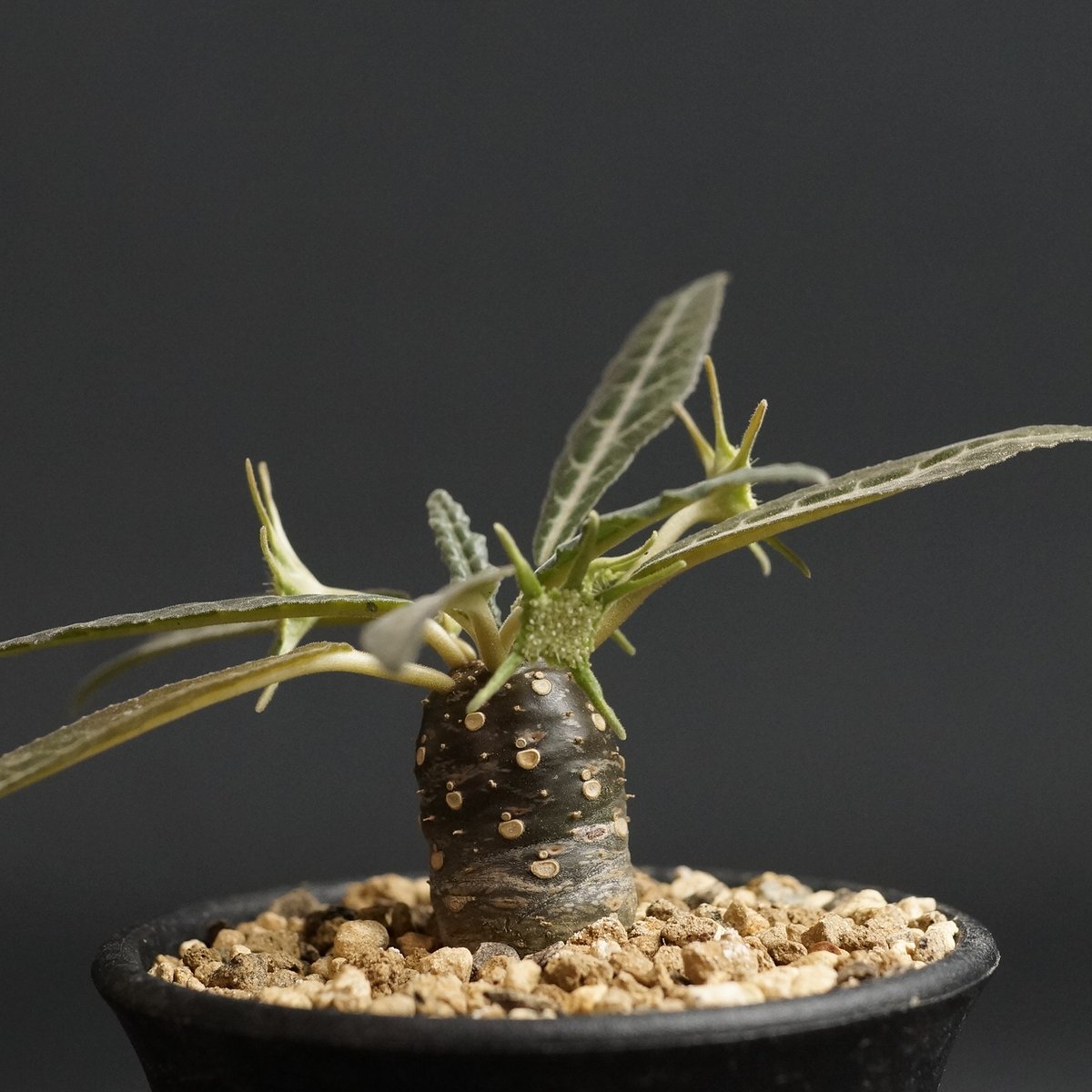 ドルステニア　ランキフォリア　斑入り Dorstenia lancifolia