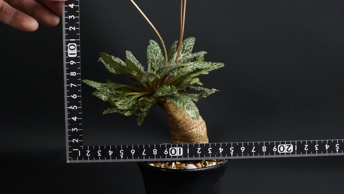 fit=scale-down,w=1200