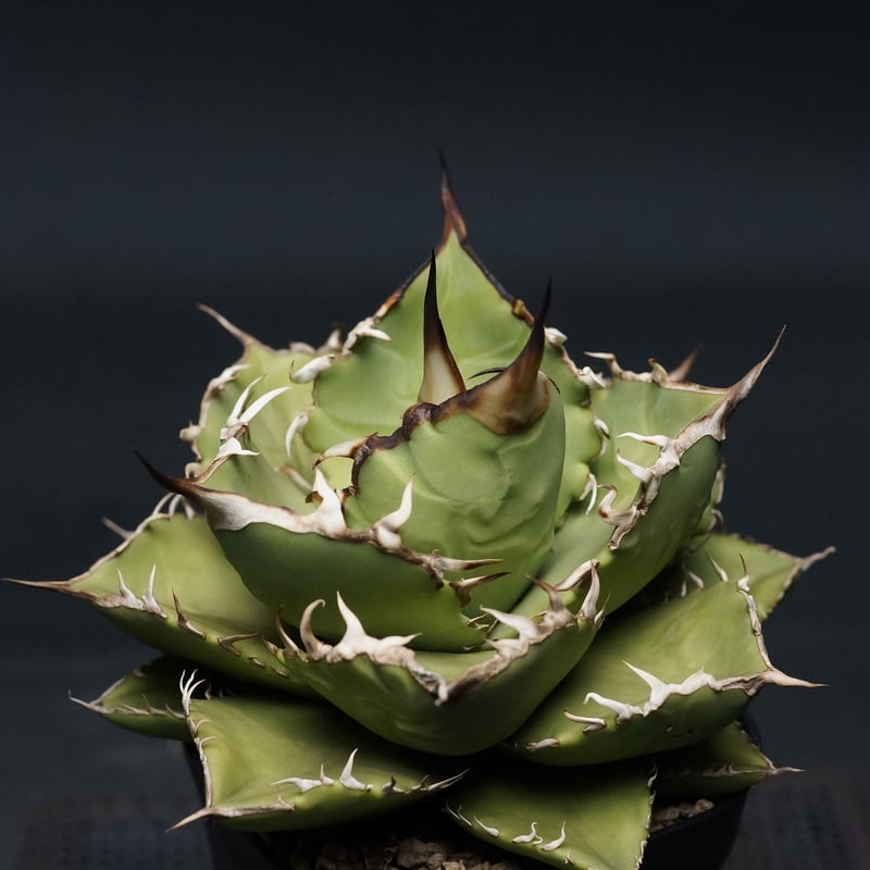 Agave titanota