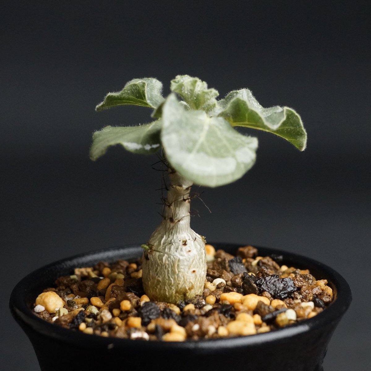 ヤトロファ マルギナータ 特大サイズ 現品限り】ヤトロファ・マルギナータ 特大【AD33】 Jatropha