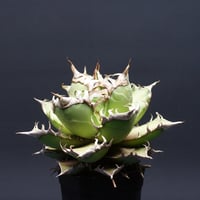アガベ チタノタ【レッドキャットウィーズル】 "agave titanota" 管理2648