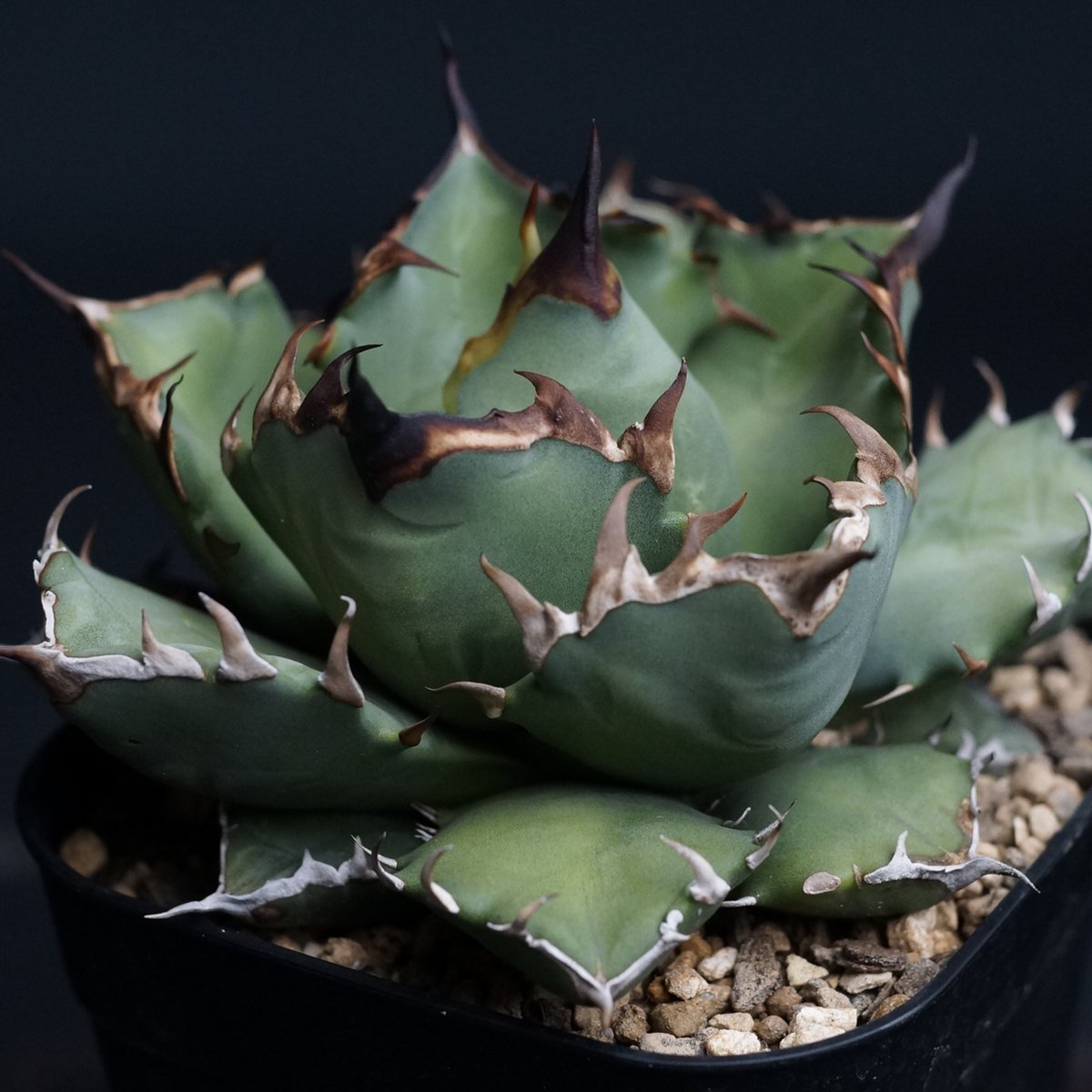 agave titanota agave titanota