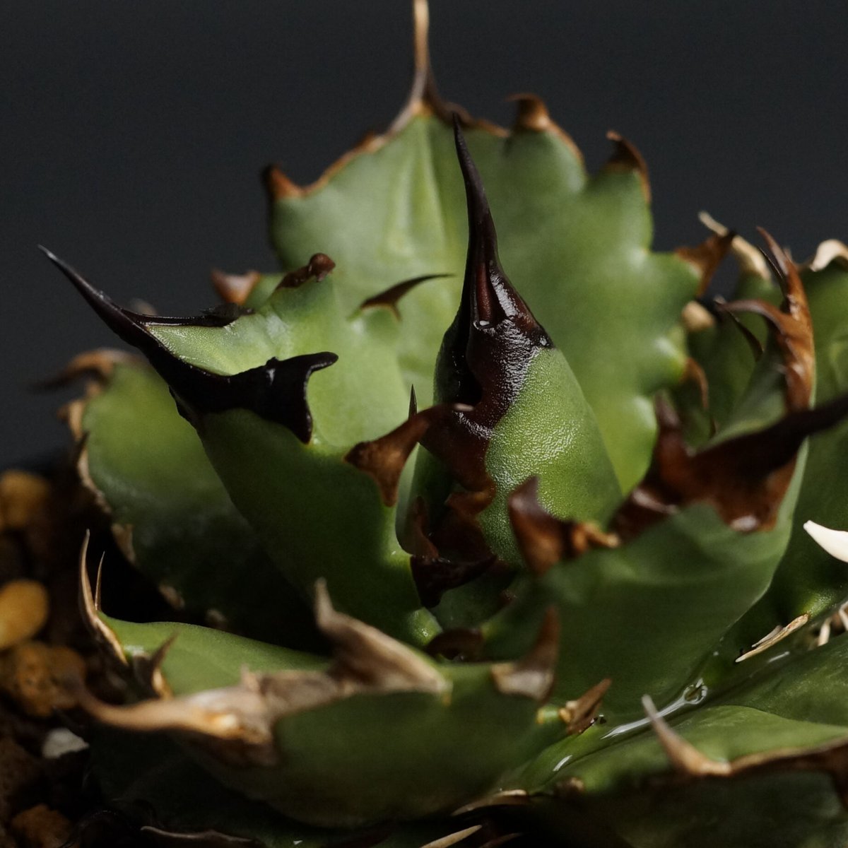 【現物出品】アガベ　チタノタ　インフェルノ Agave titanota