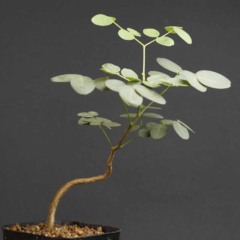 デロニクスプミラ デロニクス・プミラ | 多肉植物・特別な鉢の販売 | トーキー | TOKY