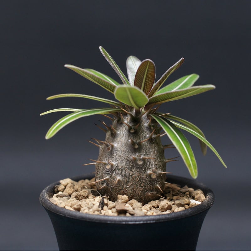 パキポディウム グラキリス 