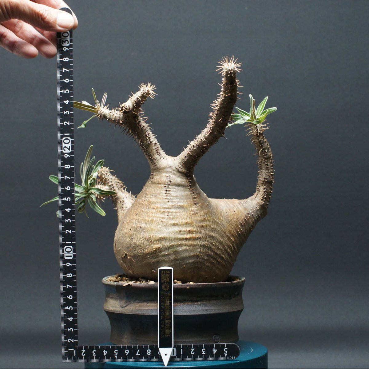 パキポディウム グラキリス Pachypodium gracilius ① CATEGORY Pachypodium gracilius(パキポディウム グラキリス) |