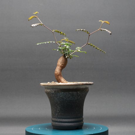 明日最終　オペルクリカリア　パキプス オペルクリカリア パキプス-OP29 | Supervoid Caudex