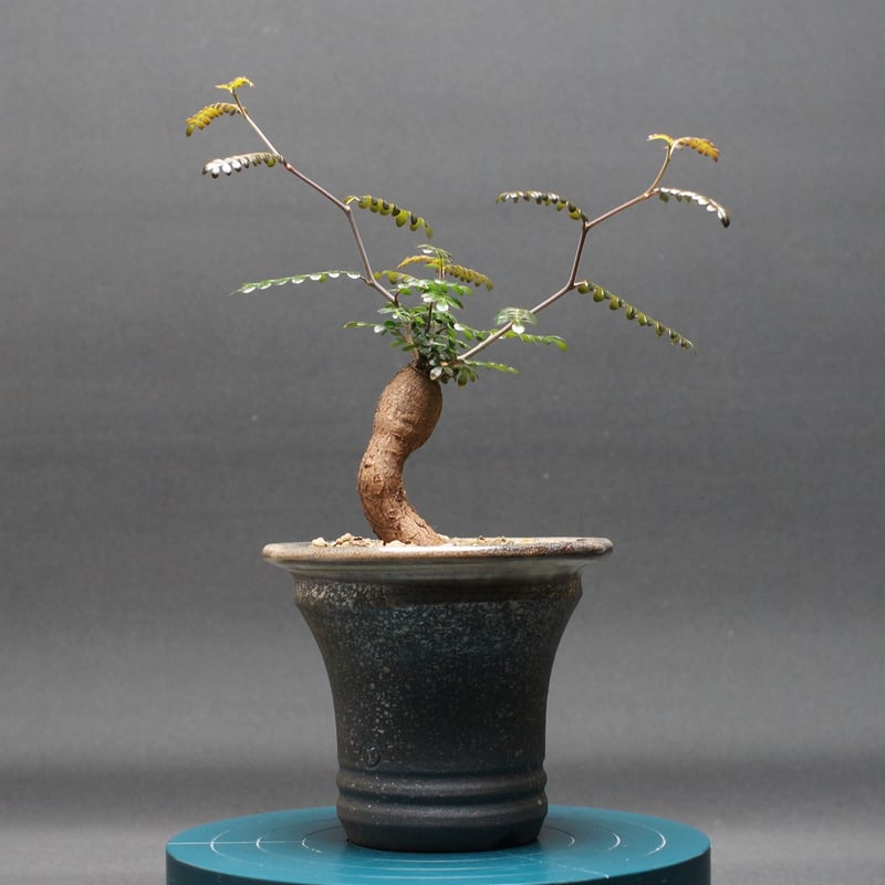 オペルクリカリア パキプス 