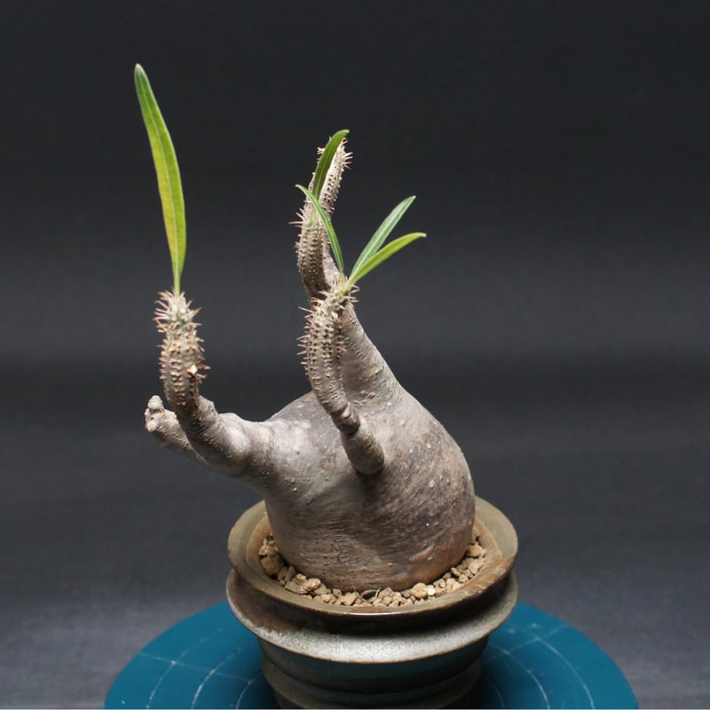 パキポディウム グラキリス 