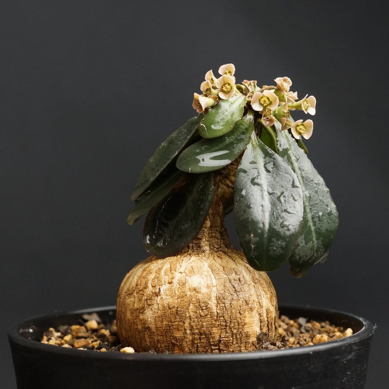 Euphorbia subapoda Euphorbia subapoda