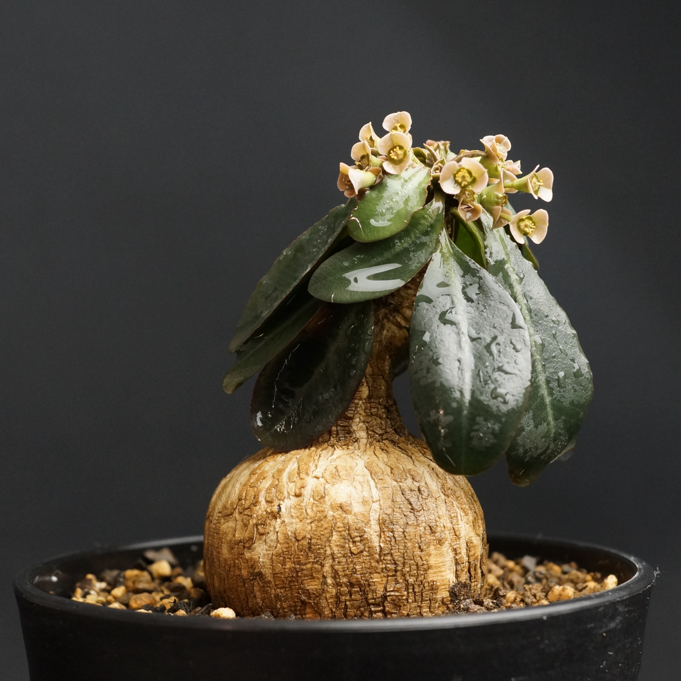 す*と様 ユーフォルビア ・スパポダ 現地球株 発根済み 花芽あり 種付き 採取 original