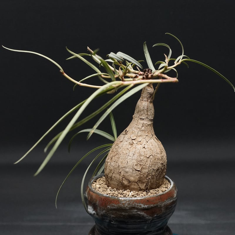 Euphorbia trichadenia