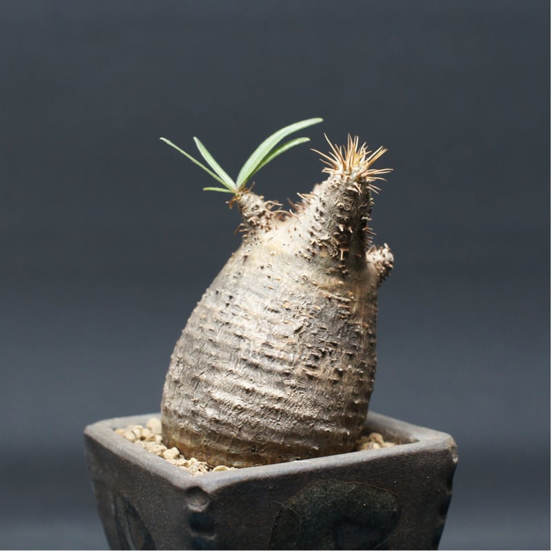 パキポディウム グラキリス 