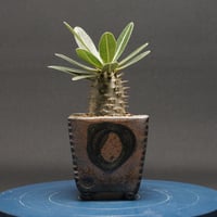 パキポディウム グラキリス "Pachypodium Gracilius" 管理2638