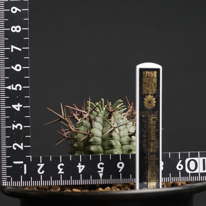 Euphorbia stellispina Euphorbia stellispina