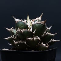 Agave Ripple Effect
