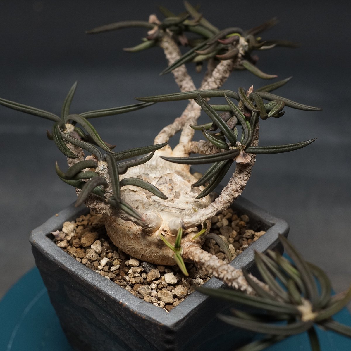 ユーフォルビア キリンドリフォリア ② Euphorbia cylindrifolia