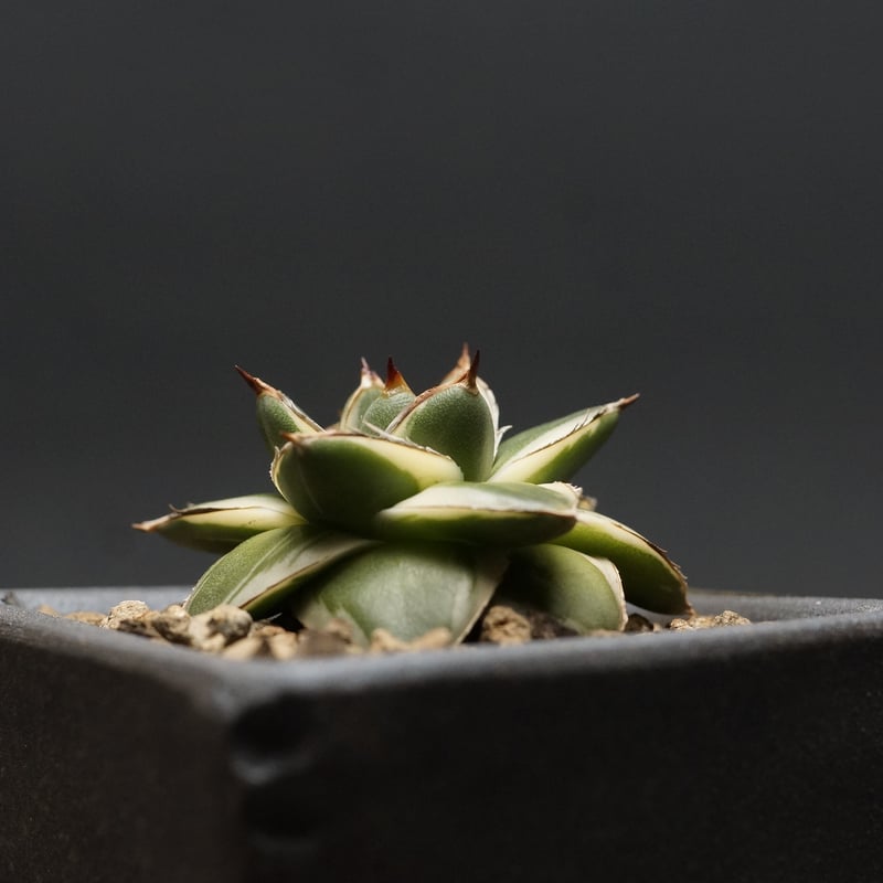 Agave filifera 'Pinky'