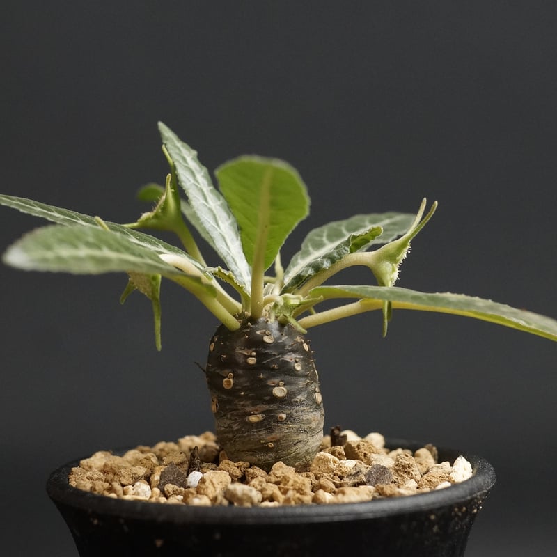 Zzz　ドルステニア　ランキフォリア　斑入り Dorstenia lancifolia