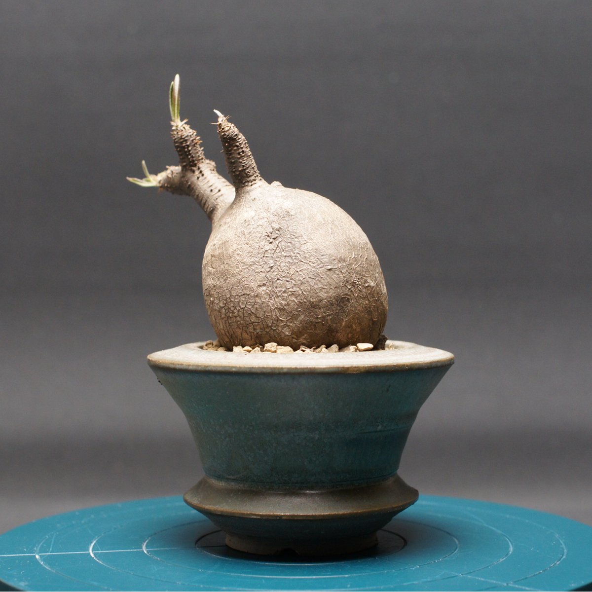 パキポディウム グラキリス 