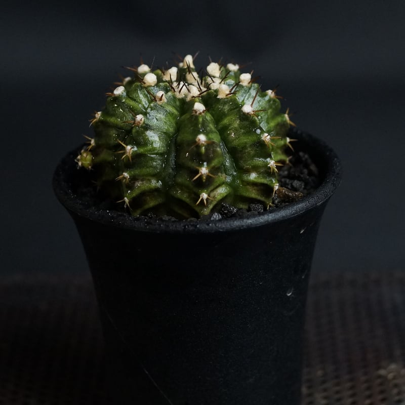 ギムノカリキウム Gymnocalycium