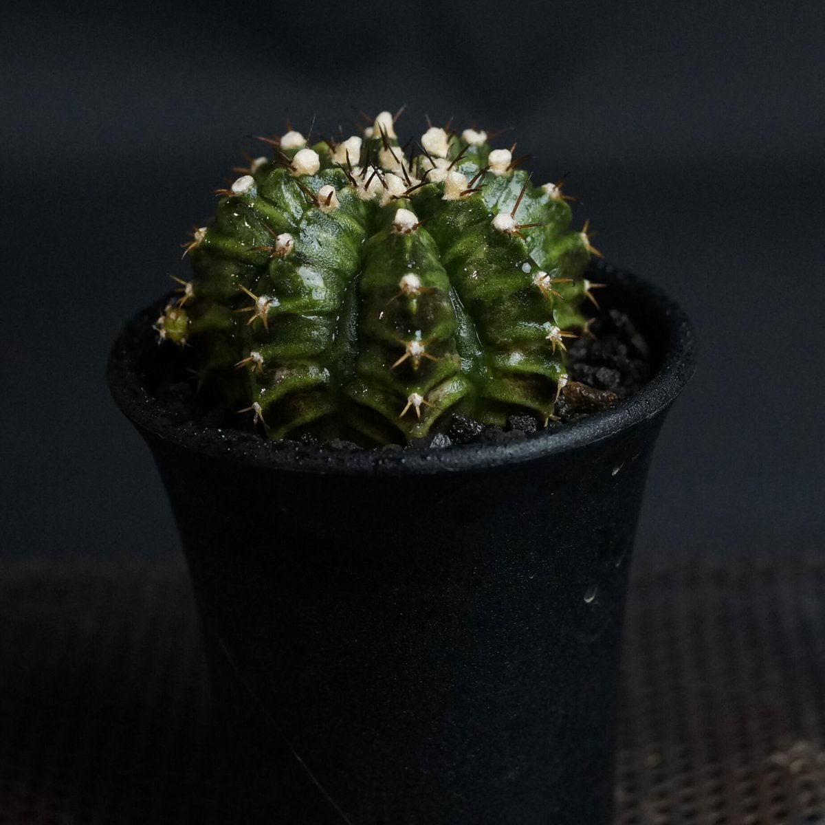 Gymnocalycium