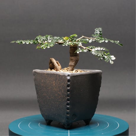 オペルクリカリアパキプス | STORES