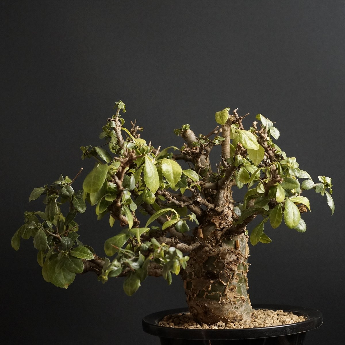 ○コミフォラ サクシコラ/commiphora saxicola③