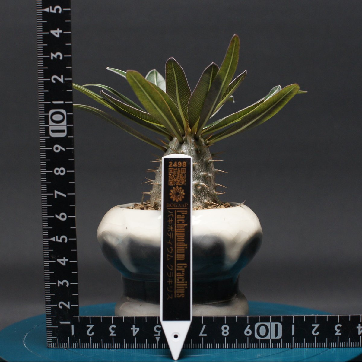 パキポディウム グラキリス 