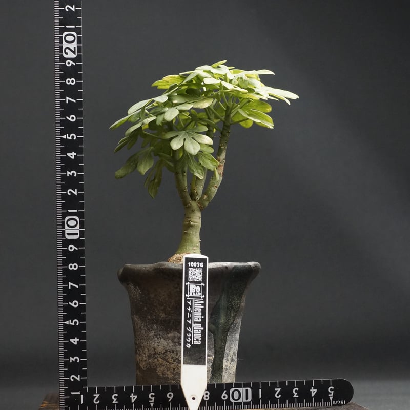 Adenia glauca