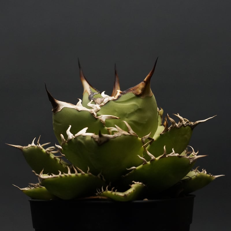 【稀少】シロアリ ボールタイプ TC株 アガベ チタノタ Agave titanota