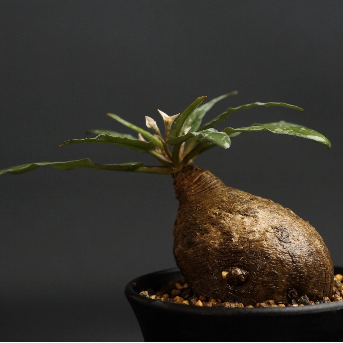 ユーフォルビア フィッシュスケール フィッシュボーン 3頭 発根管理中