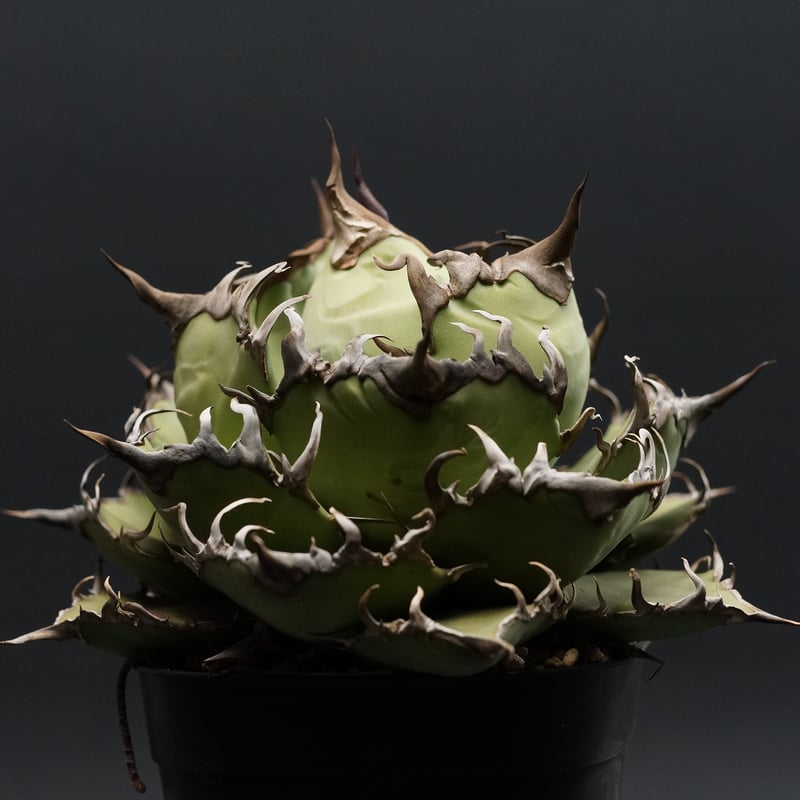 Agave titanota