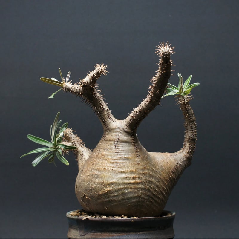 パキポディウム グラキリス 