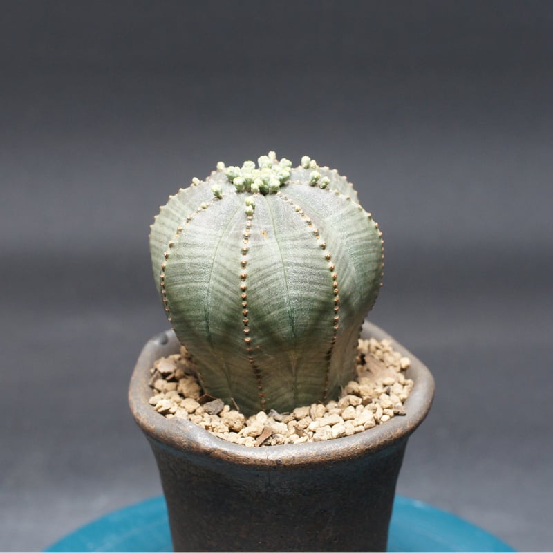 ユーフォルビア オベサ 