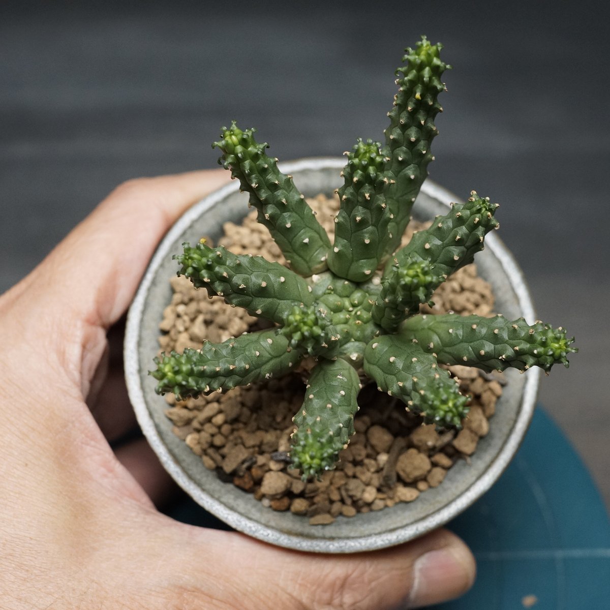 ユーフォルビア　エスクレンタ　現地球 Euphorbia esculenta