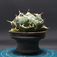 アガベ チタノタ【白鯨】 "agave titanota" 管理2451