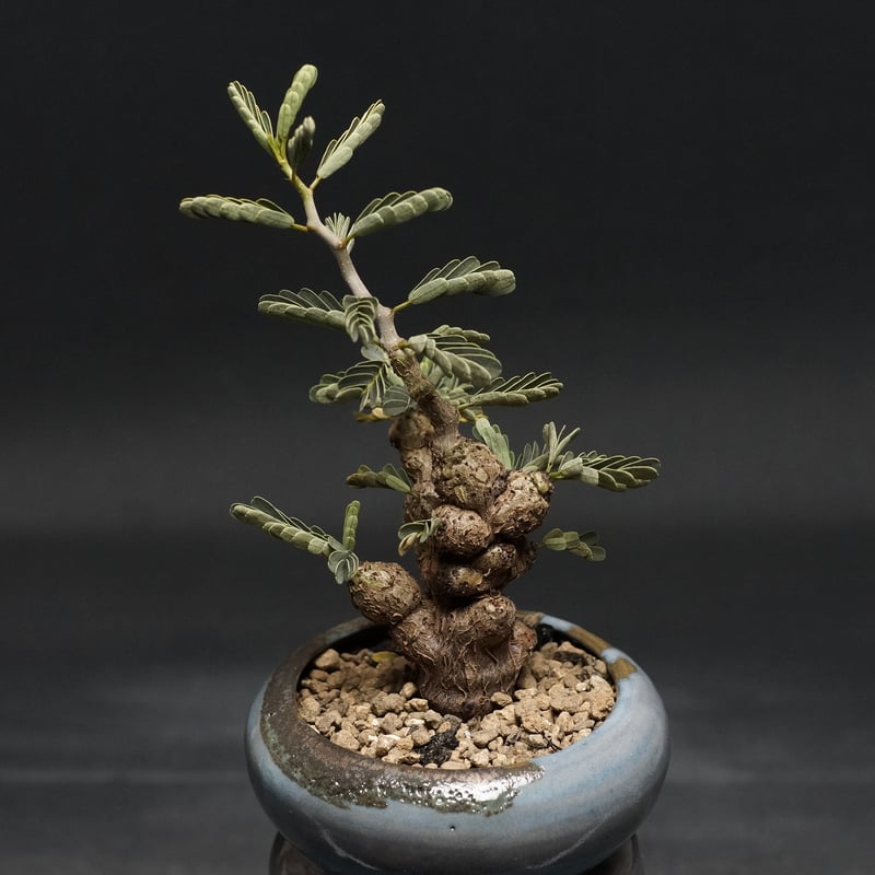 センナ　メリデオナリス Senna meridionalis