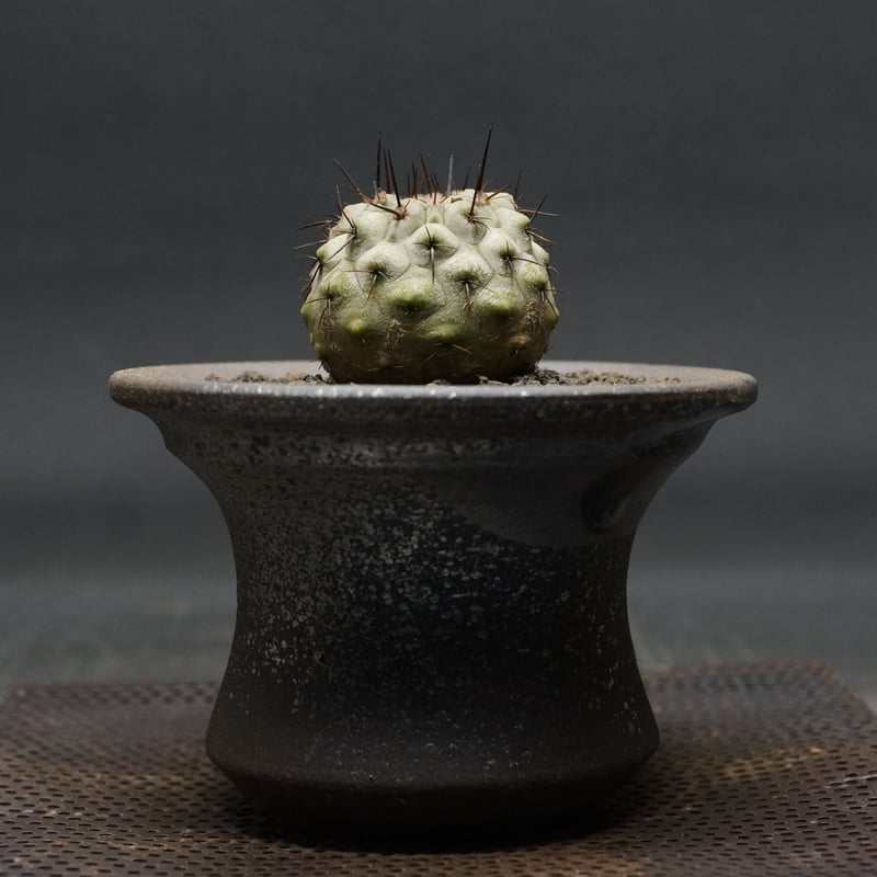 Copiapoa cinerea Copiapoa cinerea