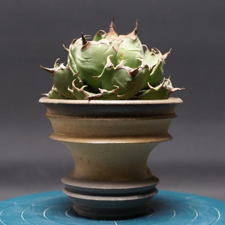 【特大】姫厳龍　大株 特大】姫厳龍 大株 姫厳竜 | STORES