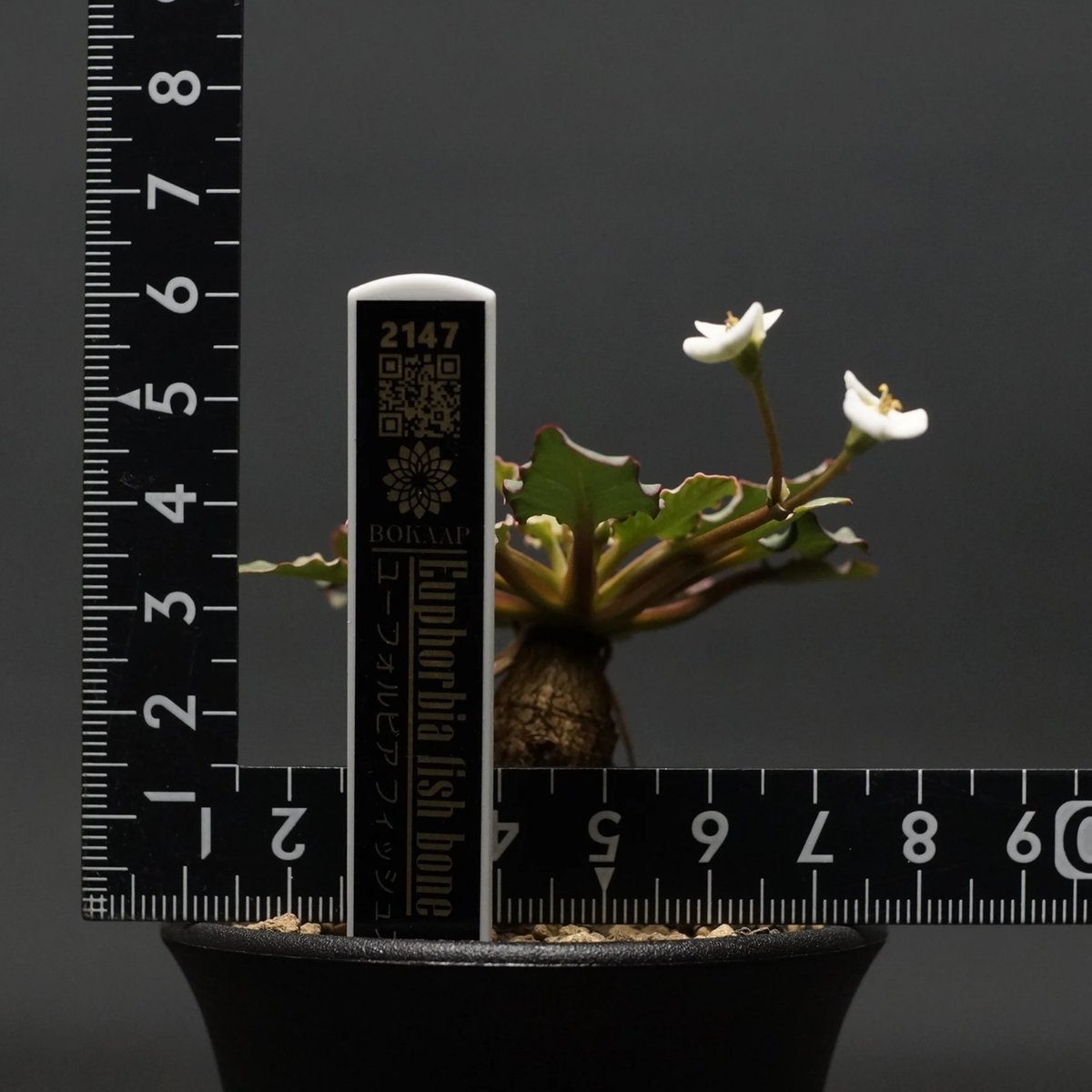 Euphorbia fish bone