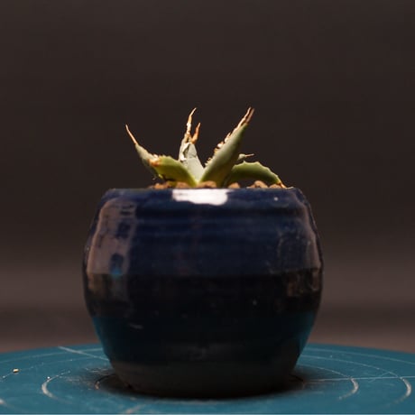 アガベユタエンシスエボリスピナ | STORES