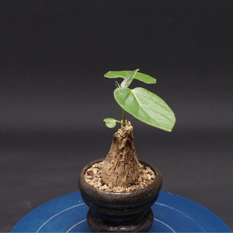 マテレア シクロフィラ "Matelea cyclophylla" 管理2670