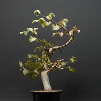 Boswellia sacra