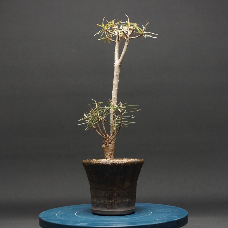 ユーフォルビア・バルサミフェラ　　塊根植物 ユーフォルビア LUCK GREEN | バルサミフェラ 塊根植物・コーデックス