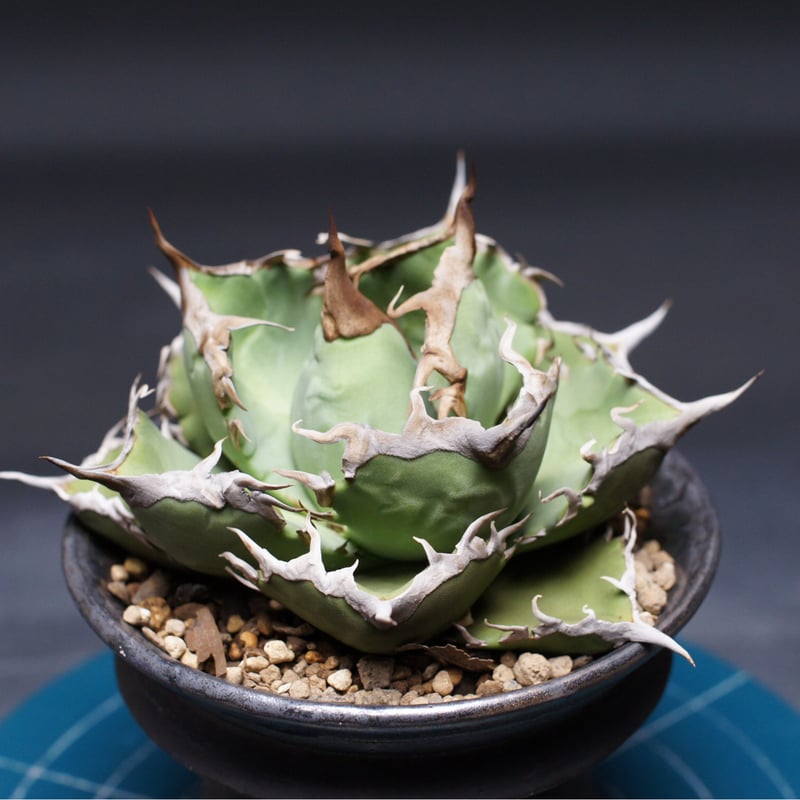 アガベ チタノタ【阿修羅】 