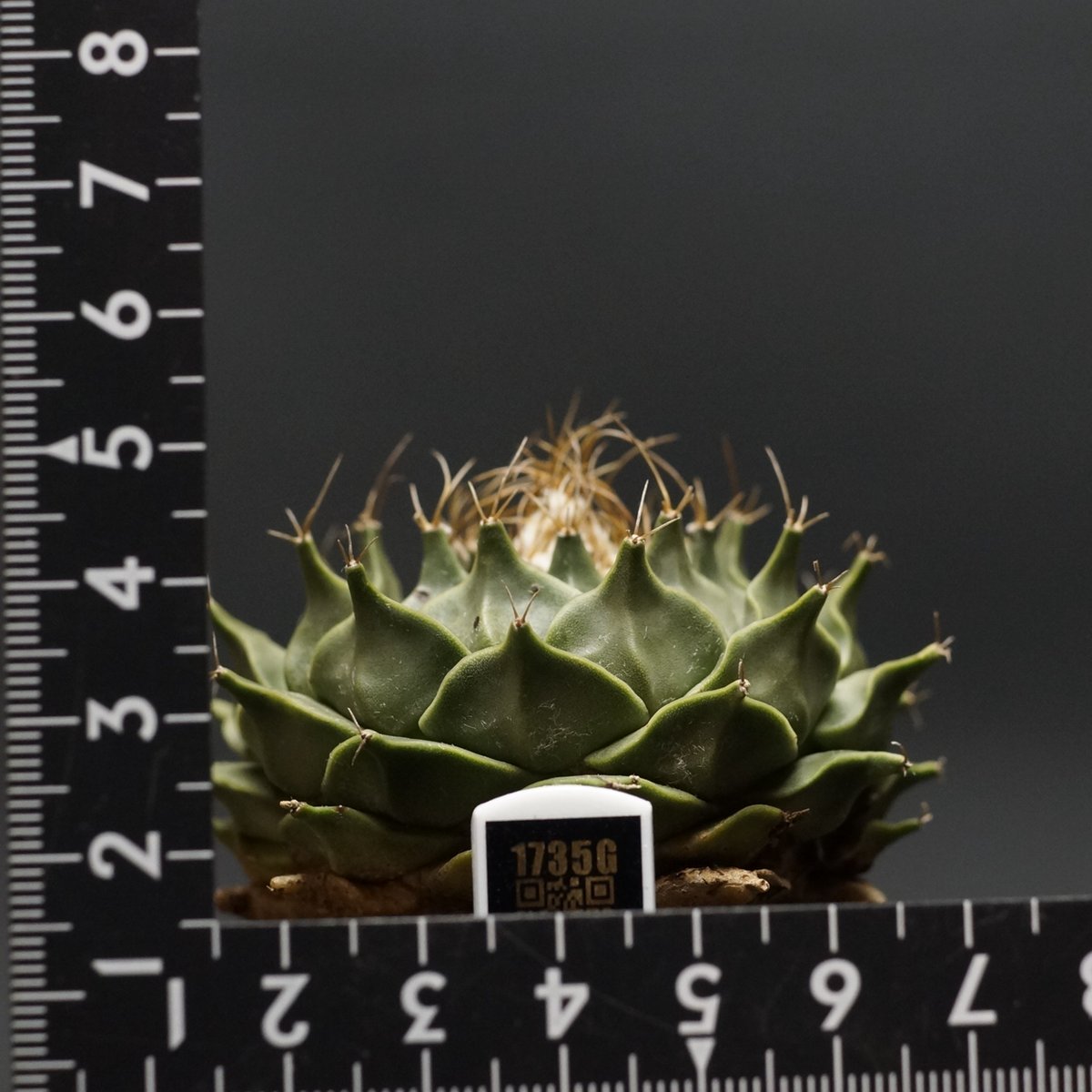 Obregonia denegrii