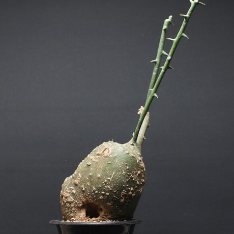 アデニア | STORES