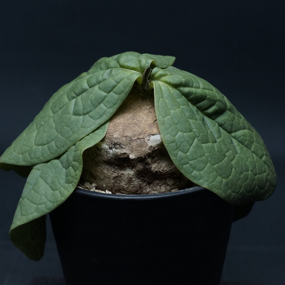 【レア種】　Adenia ovata　アデニア　オバタ　開花済　発根済　塊根 レア種】Adenia ovataアデニアオバタ開花済発根済塊根